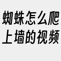 蜘蛛怎么爬上墙的视频