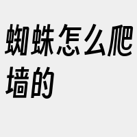 蜘蛛怎么爬墙的