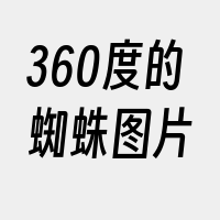 360度的蜘蛛图片