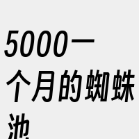 5000一个月的蜘蛛池